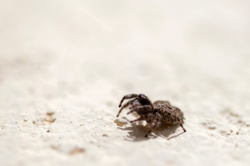Macro photography of a tiny brown jumping spider walking on a wall. Captured at the Andean mountains of central Colombia.