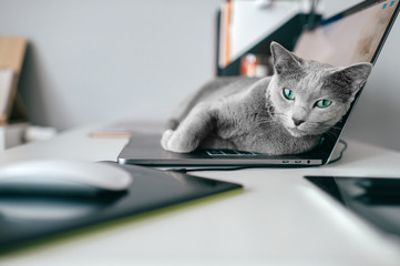 Beautiful russian blue cat lying on notebook in home interior. Lazy kitten resting on laptop. Working concept. - obrazy, fototapety, plakaty