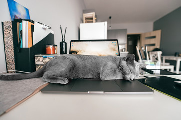 Beautiful russian blue cat lying on notebook in home interior. Lazy kitten resting on laptop. Working concept.