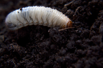 beetle lavas on soil , group of larvas on soil ,fat insect larvae