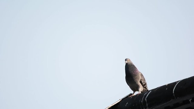 Common pigeon on rooftop