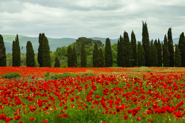 Poppy field during spring in Italy