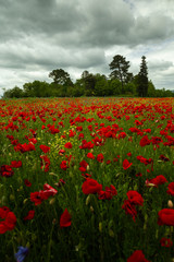 Fototapeta premium Low angle of poppy field