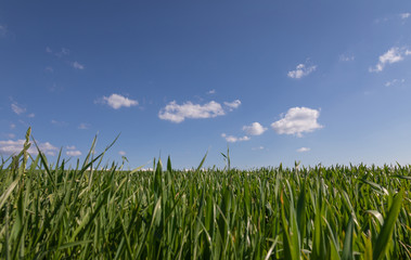 Wheat Field. Green. Meadow. Blue Sky