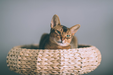 Fototapeta na wymiar Abyssinian cat lying on bed in straw basket. Lovely little kitten toned portrait.