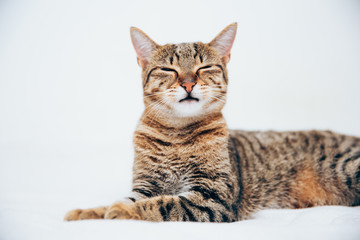 Beautiful tabby cat posing for the camera.