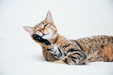 Beautiful tabby cat posing for the camera.