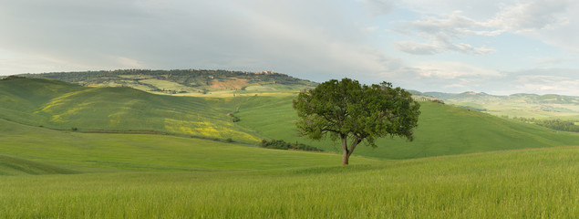 Panorama of lonely tree in green fields. Town of Pienza in the background, Tuscany, Italy