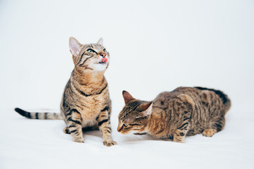Obraz premium Beautiful tabby cat posing for the camera.