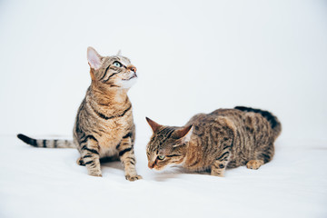Beautiful tabby cat posing for the camera.