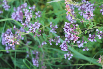 Obraz premium Purple flowers of origanum vulgare or common oregano, wild marjoram