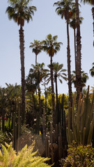 Jardine Majorelle In Marrakesh, Morocco, Africa, Yves Saint Laurent magic garden, flowers cactus trees background
