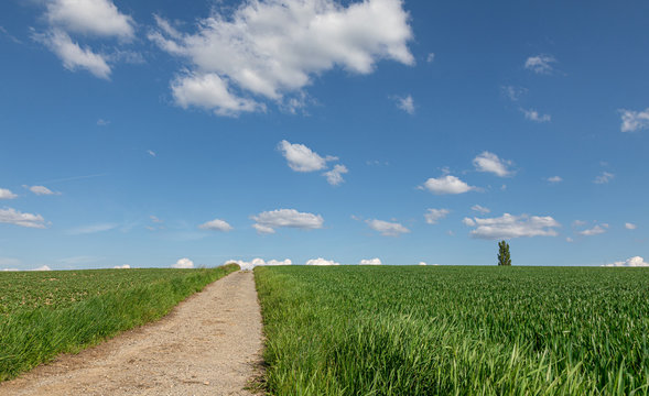 Wheat Field. Meadow. Green. Blue Sky