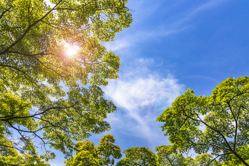 瑞々しい新緑の木