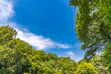 瑞々しい新緑の木