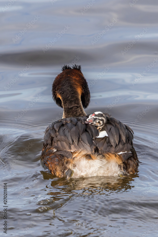 Poster Baby bird on the back of a great crested grebe