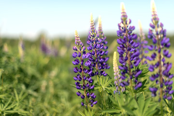 lupins blooming in the field in summer
