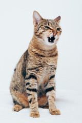 Beautiful tabby cat posing for the camera.