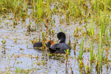Coot with a newborn chick swimming in the water