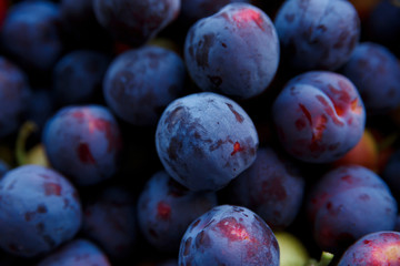 harvest of ripe blue plums close up