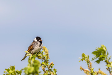 Reed Bunting sitting in a treetop and sing in spring