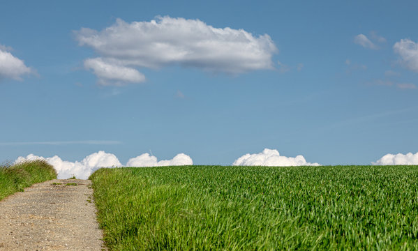 Wheat. Field. Meadow. Green. Blue Sky - Powered by Adobe