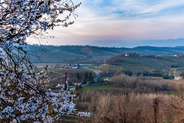 Spring sunset in the vineyards of Collio Friulano