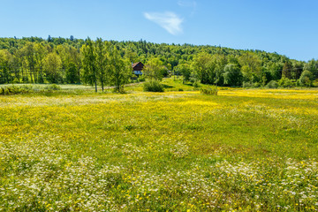 Summer Idyll with a blooming meadow