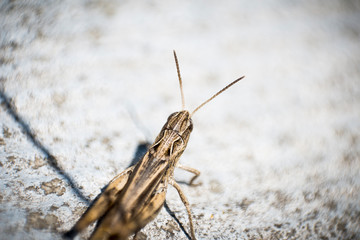 The grasshopper sits on a flat surface