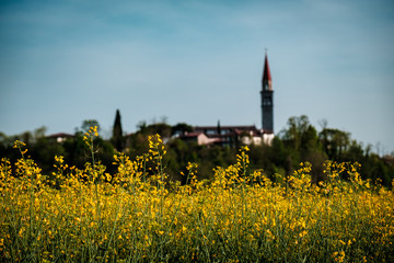 Fields of colza in front of an italian village