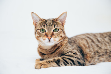 Beautiful tabby cat posing for the camera.
