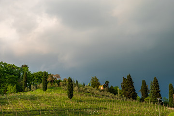 Fototapeta na wymiar Evening storm in the vineyards