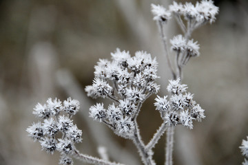 Herbs covered with an autumn white frost