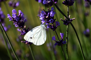 Large white  butterfly on  lavender flowers