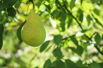 Image of fresh unripe pear on a tree in summer