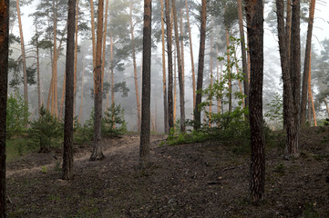 Morning forest. Pine forest. Fresh air