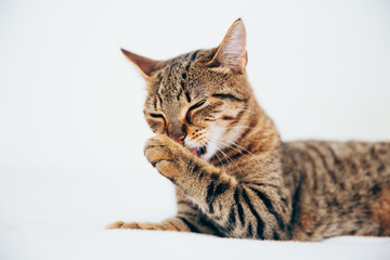 Beautiful tabby cat posing for the camera.