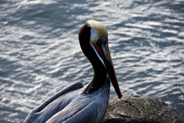  Portrait of a pelican on the rocky shore of the Pacific