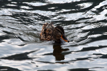 Mallard duck on the shimmering surface of the Dunajec river