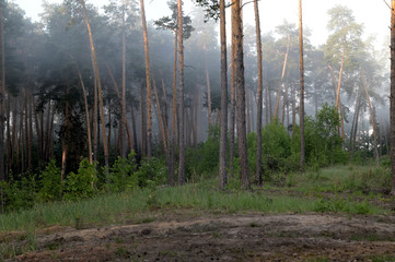 Obraz premium Morning forest. Pine forest. Fresh air