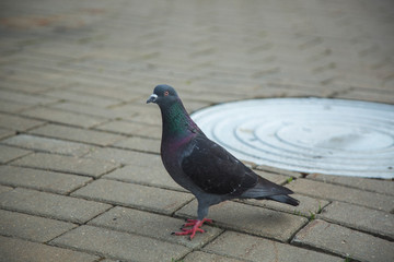pigeons on the platform