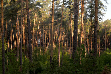 Obraz premium Morning forest. Pine forest. Fresh air