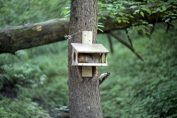 Morning forest. Pine forest. Fresh air