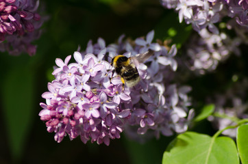 bumblebee on the blooming lilac closeup, bright flower