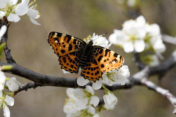 butterfly rash closeup