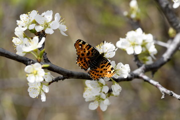 butterfly rash on the flower