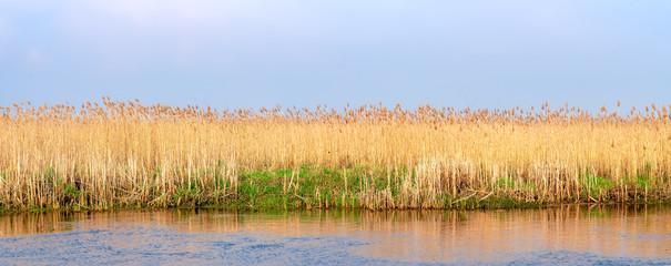 Wild growing reed near the river bank. - obrazy, fototapety, plakaty