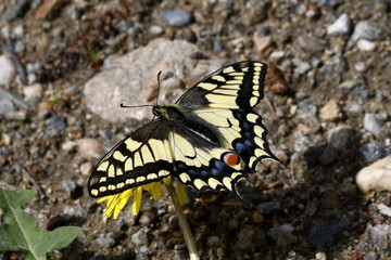 butterfly yellow sailboat on a dandelion