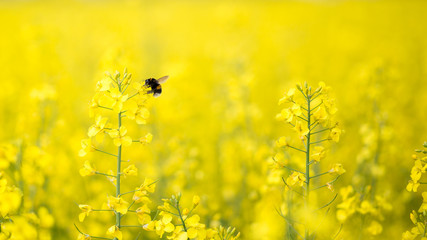 Bumble bee gathers nectar on the canola field