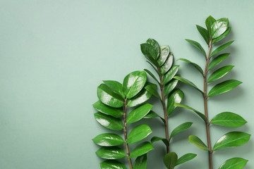 Exotic leaves of Zamioculcas zamiifolia on green background. Top view. Copy space. Creative layout made of tropical green leaves.